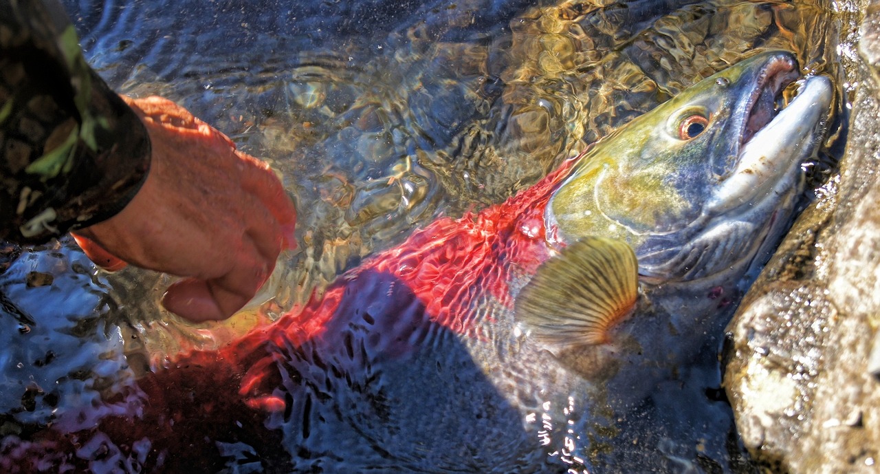 老家大河垂钓