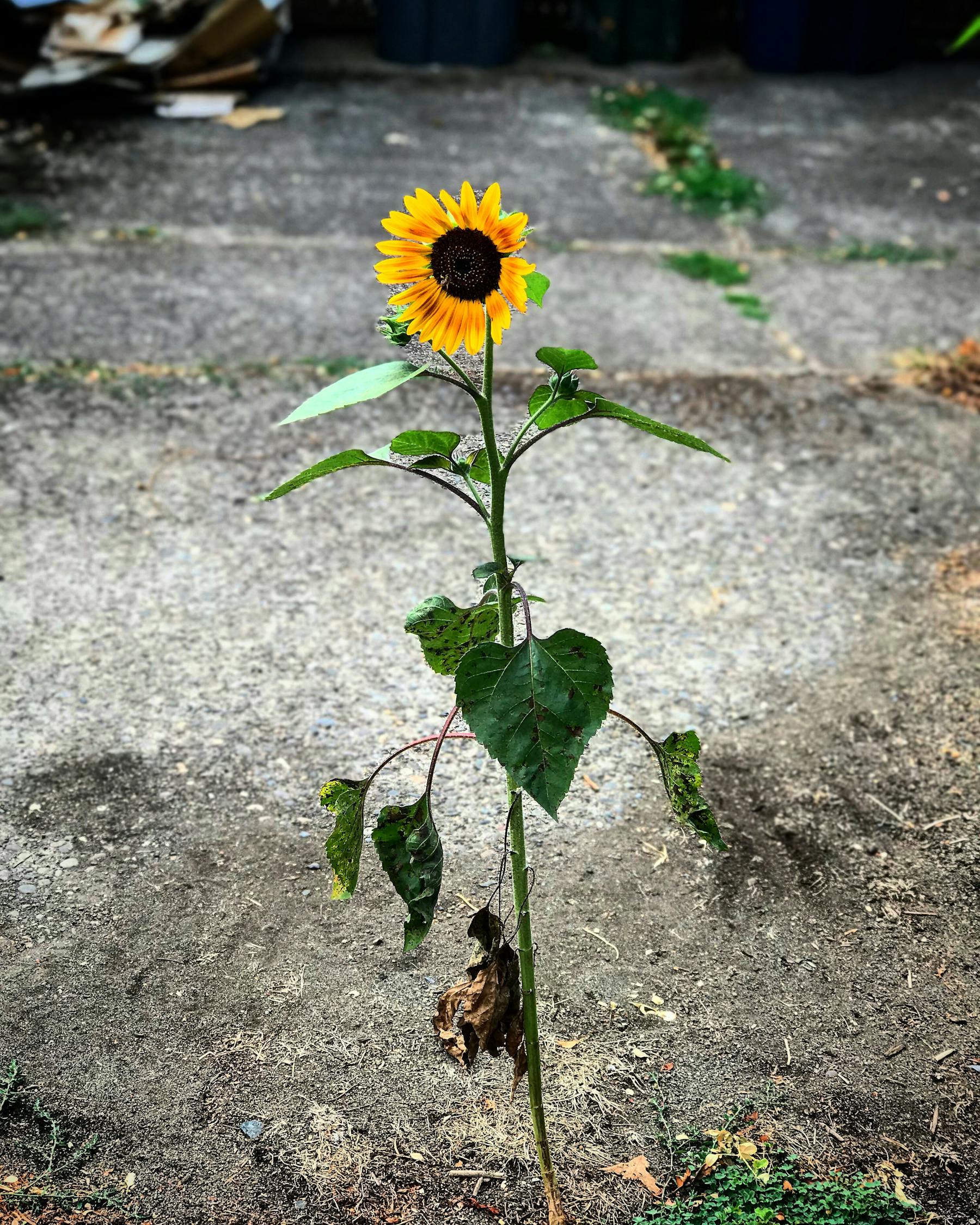 九九在线免费视频:耐旱花卉——小型植物之美 好养耐旱花