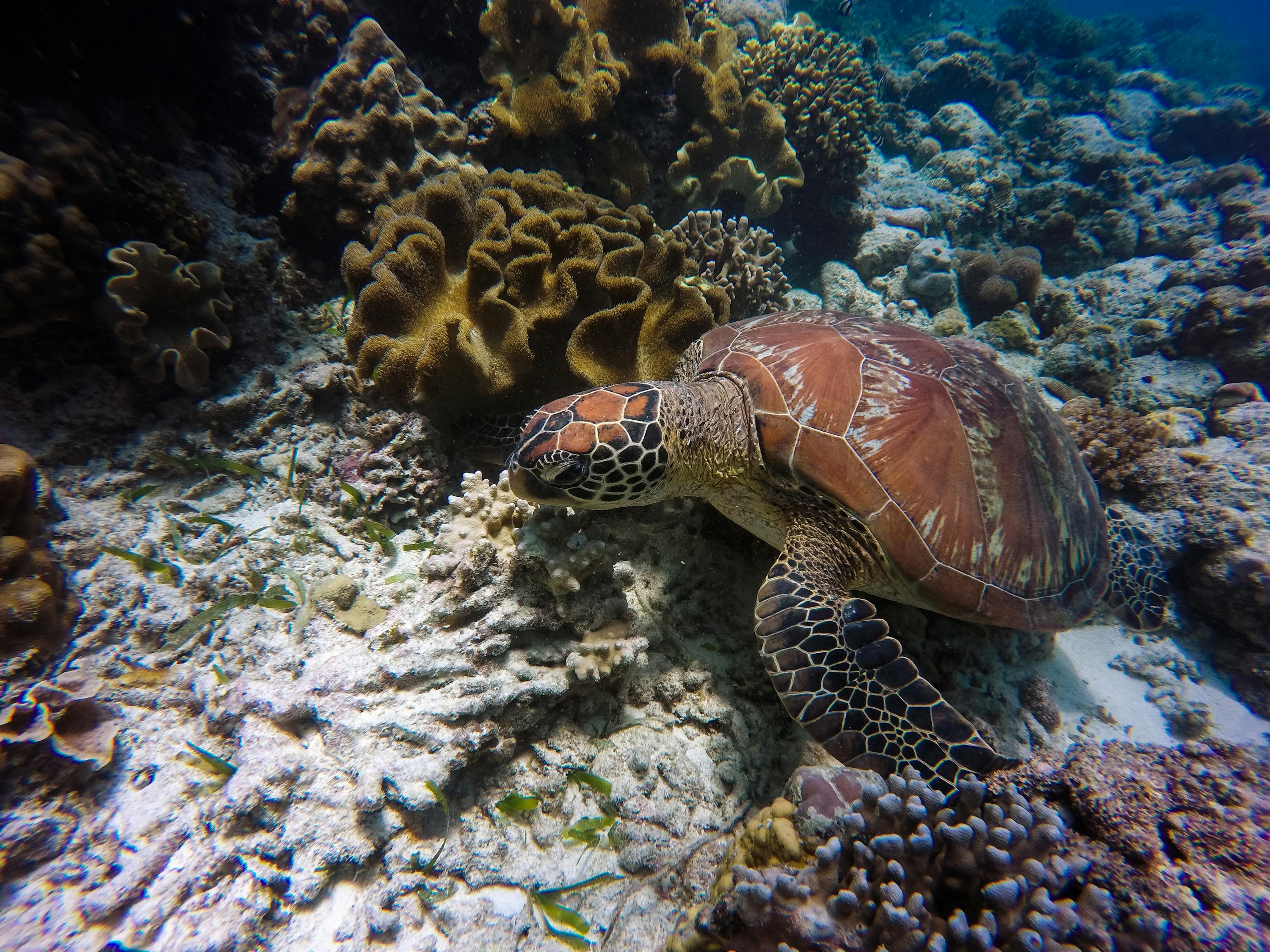 青岛水下写真摄影，探索海洋之美的独特艺术之旅