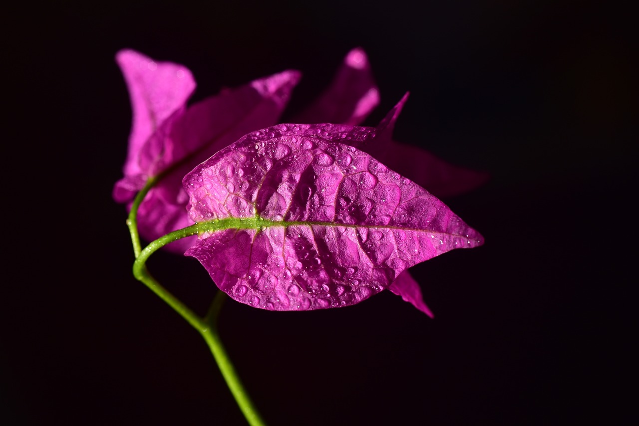 舞蹈飞舞的花瓣——生命的韵律与美的绽放