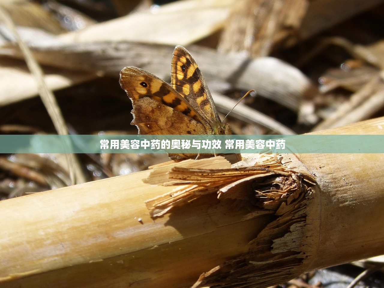 常用美容中药的奥秘与功效 常用美容中药