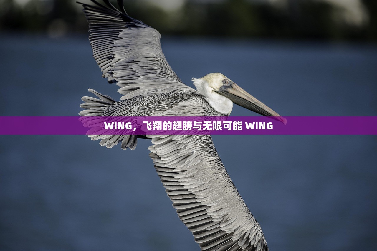 WING，飞翔的翅膀与无限可能 WING