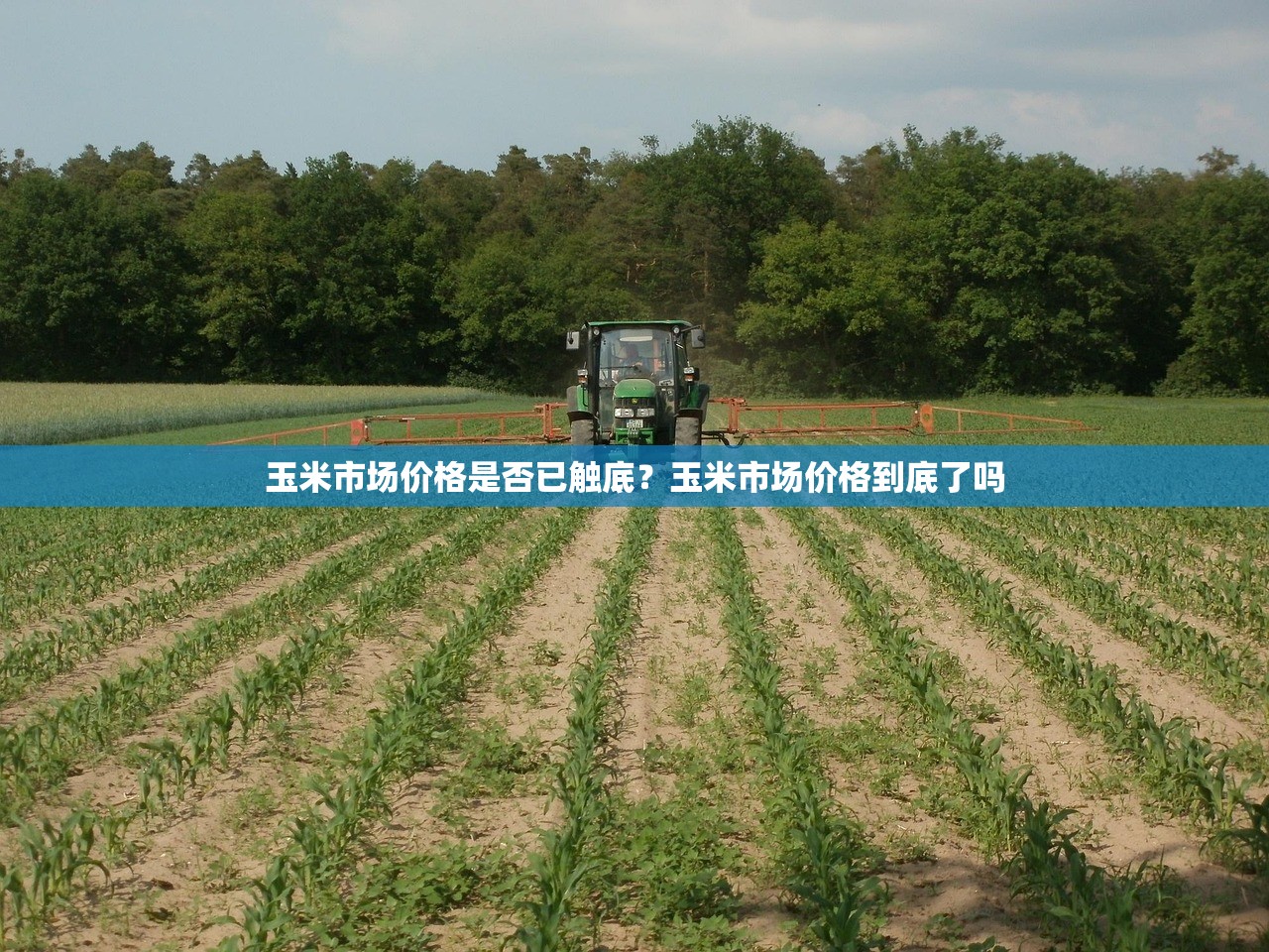 玉米市场价格是否已触底？玉米市场价格到底了吗