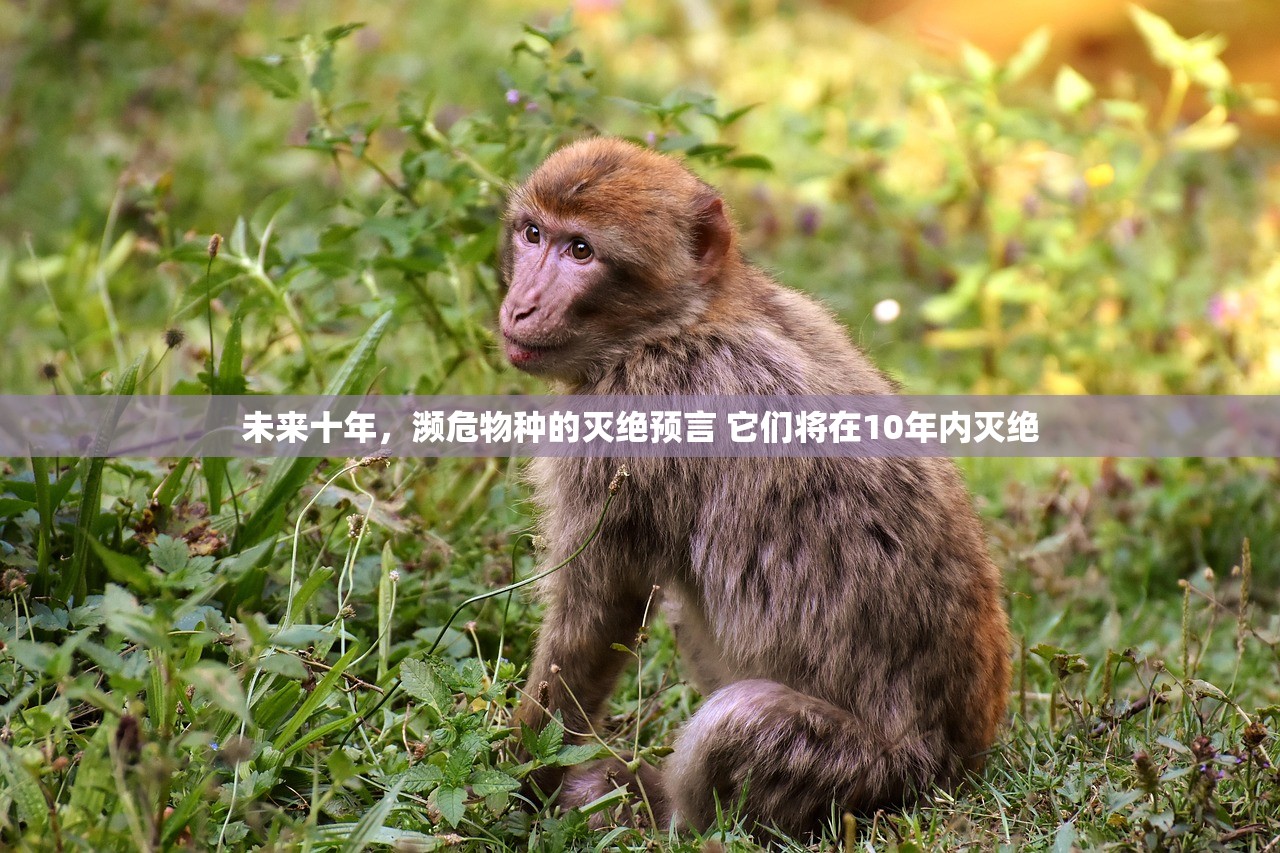 未来十年,濒危物种的灭绝预言 它们将在10年内灭绝 未来十年,濒危物种的灭绝预言 它们将在10年内灭绝