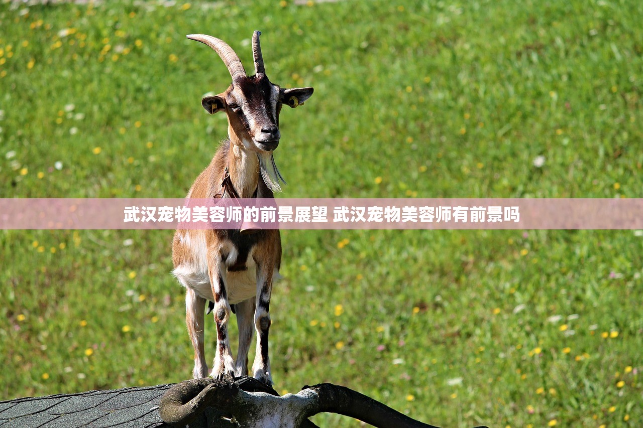 武汉宠物美容师的前景展望 武汉宠物美容师有前景吗
