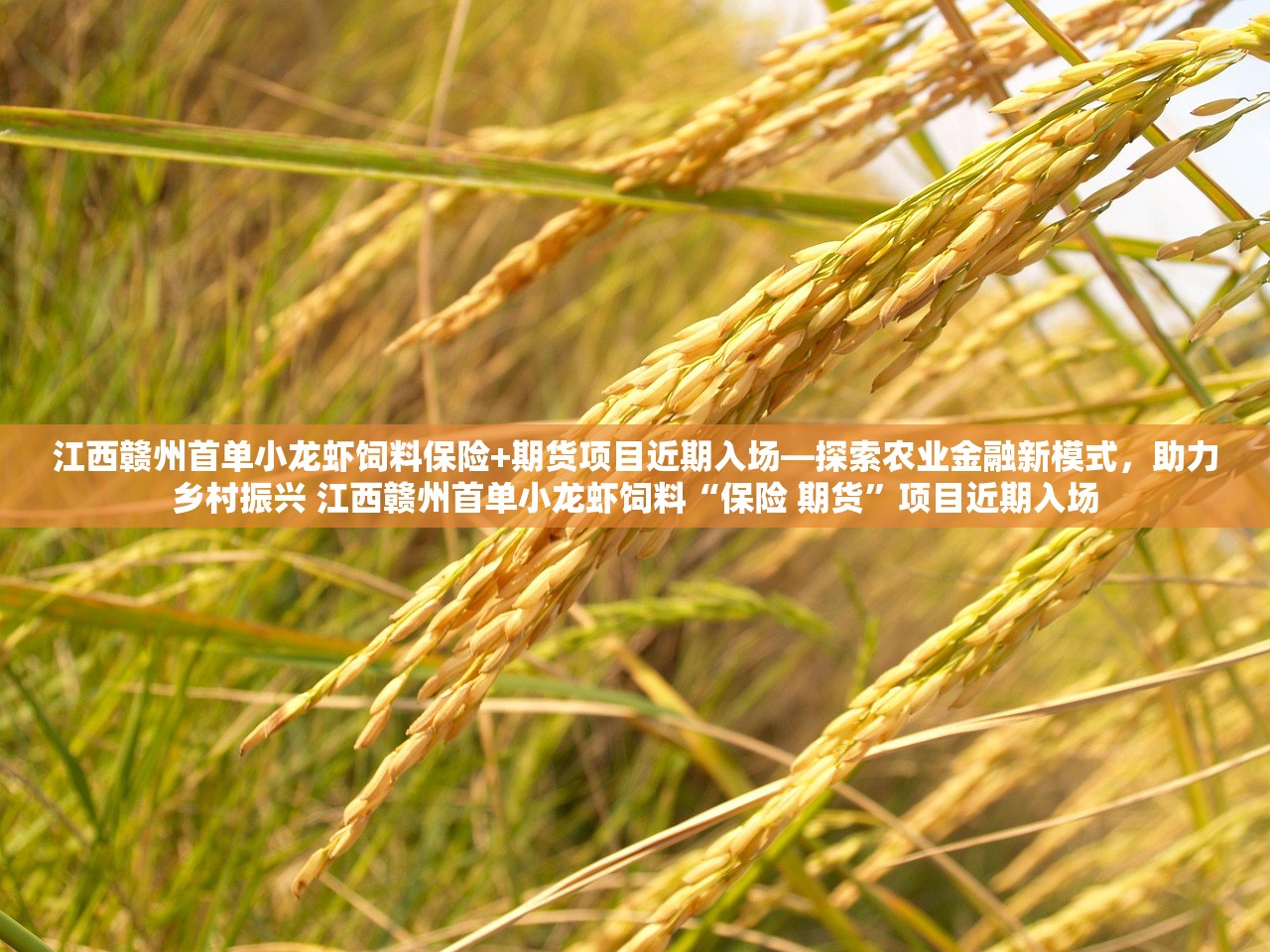江西赣州首单小龙虾饲料保险+期货项目近期入场—探索农业金融新模式，助力乡村振兴 江西赣州首单小龙虾饲料“保险 期货”项目近期入场