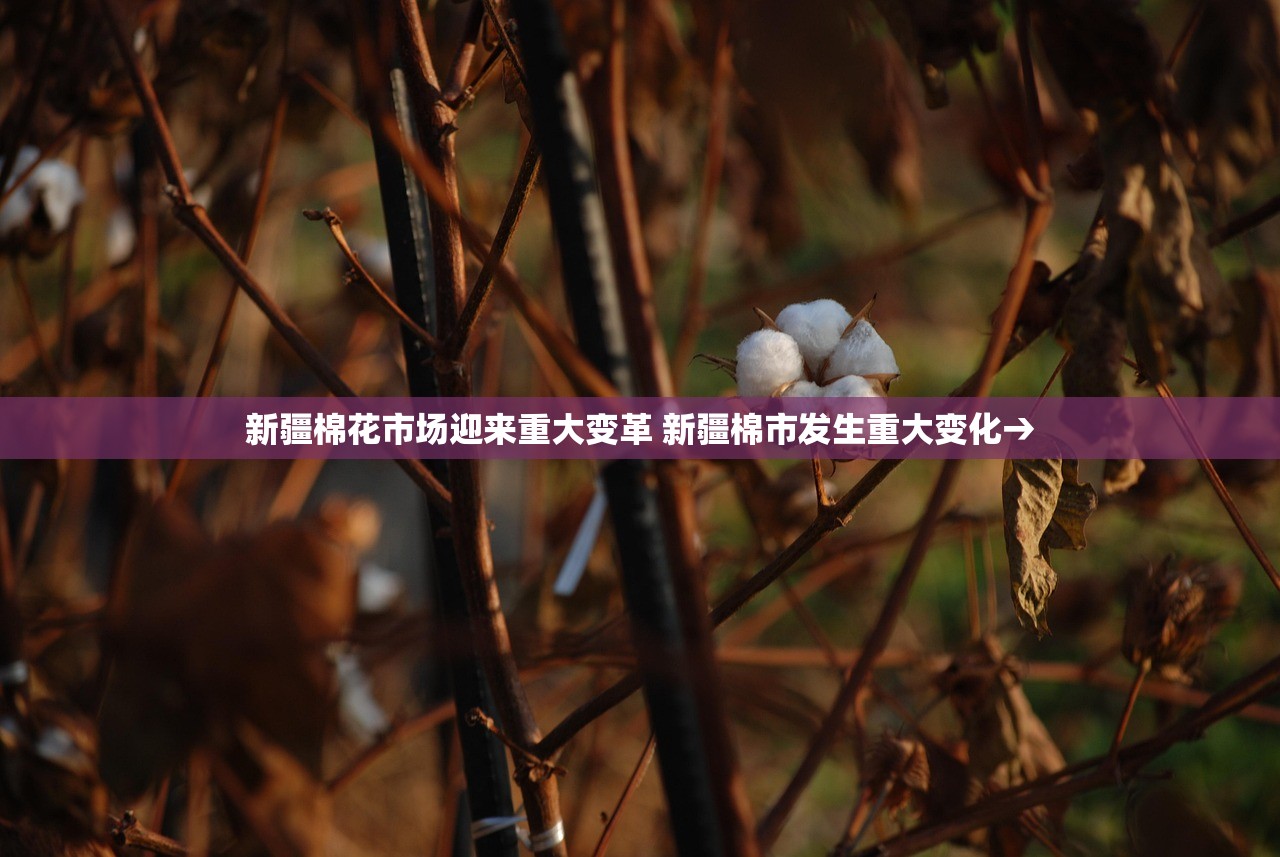 新疆棉花市场迎来重大变革 新疆棉市发生重大变化→