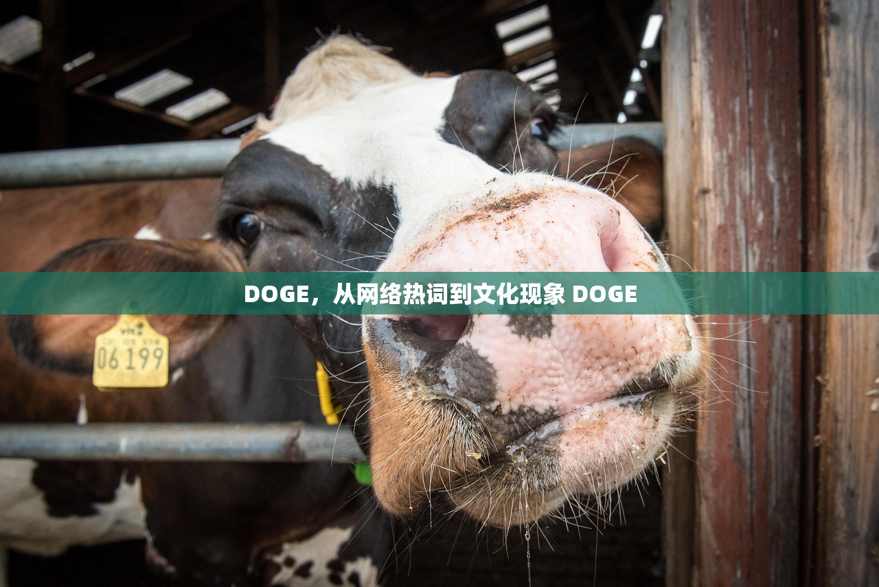 DOGE，从网络热词到文化现象 DOGE