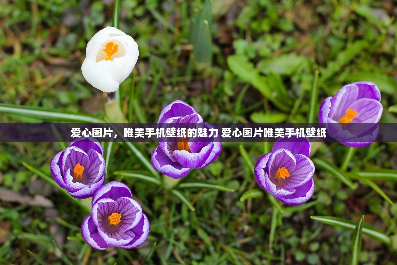 爱心图片，唯美手机壁纸的魅力 爱心图片唯美手机壁纸