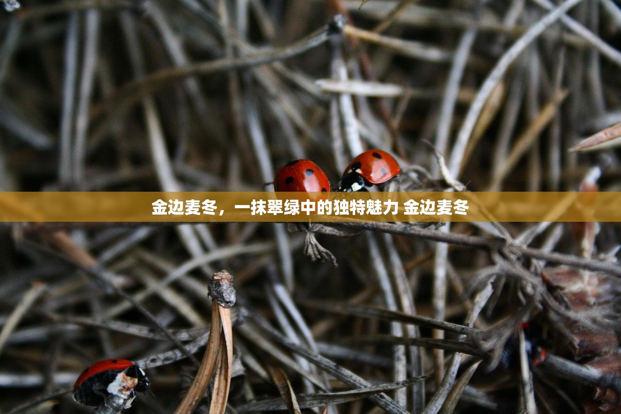 金边麦冬，一抹翠绿中的独特魅力 金边麦冬