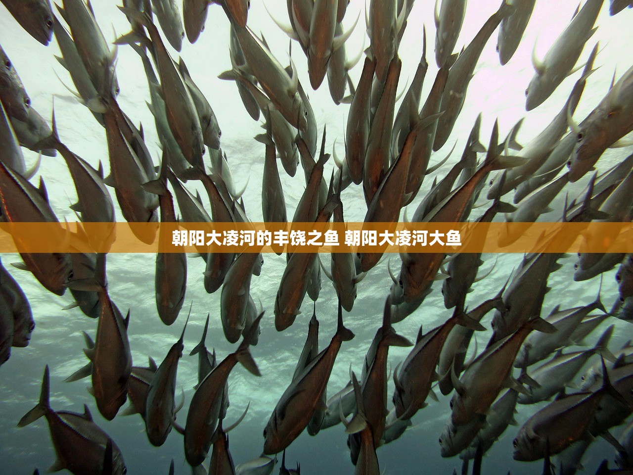 朝阳大凌河的丰饶之鱼 朝阳大凌河大鱼