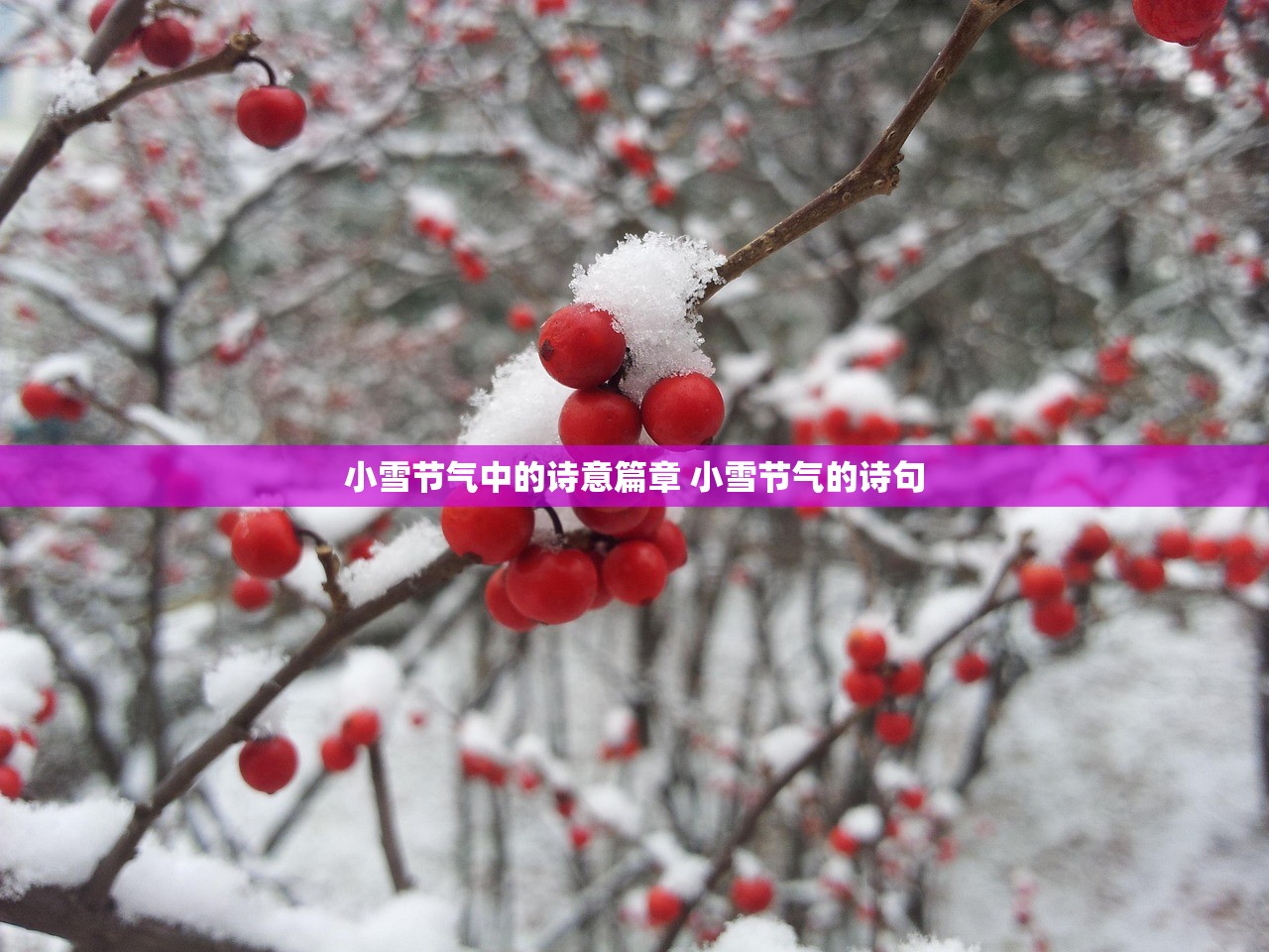 小雪节气中的诗意篇章 小雪节气的诗句
