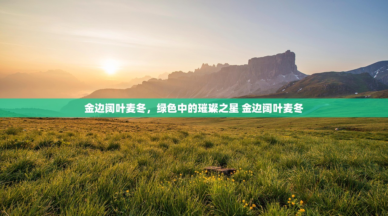 金边阔叶麦冬，绿色中的璀璨之星 金边阔叶麦冬