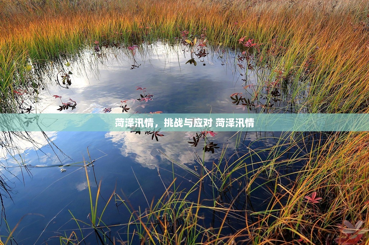 菏泽汛情，挑战与应对 菏泽汛情