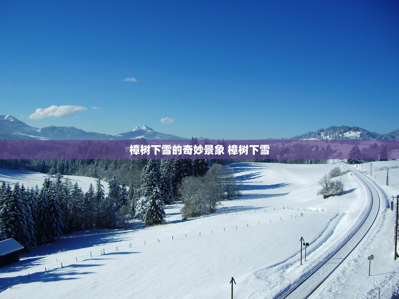 樟树下雪的奇妙景象 樟树下雪
