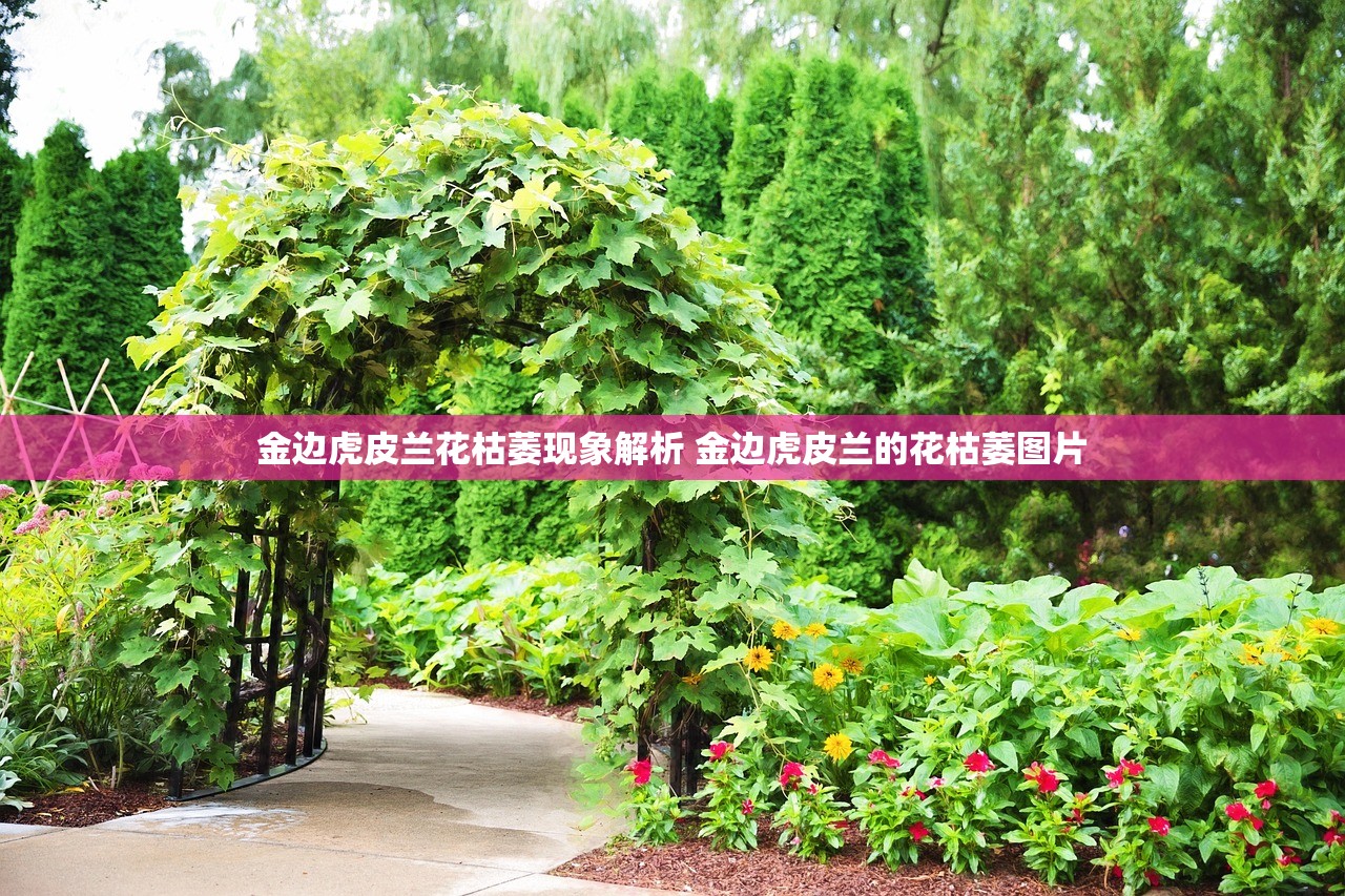 金边虎皮兰花枯萎现象解析 金边虎皮兰的花枯萎图片