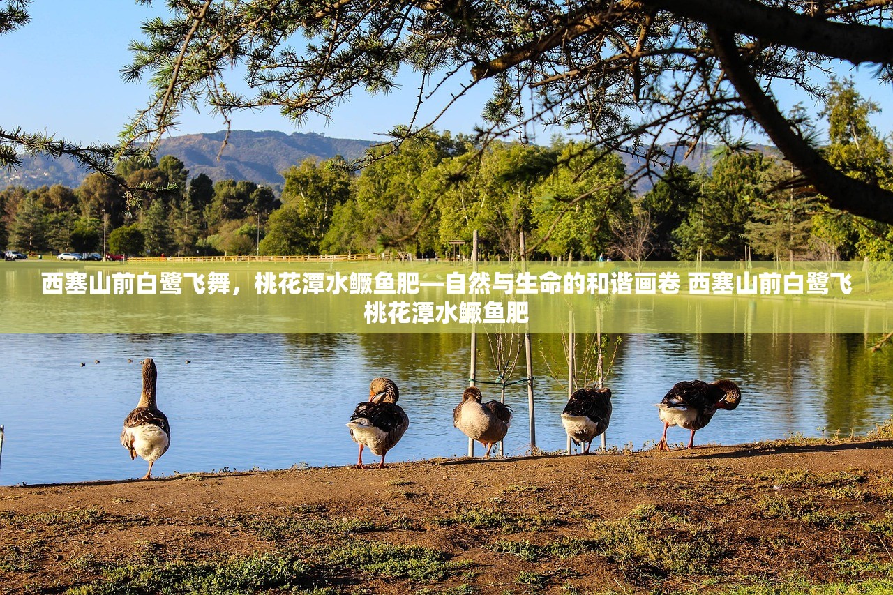 西塞山前白鹭飞舞，桃花潭水鳜鱼肥—自然与生命的和谐画卷 西塞山前白鹭飞桃花潭水鳜鱼肥