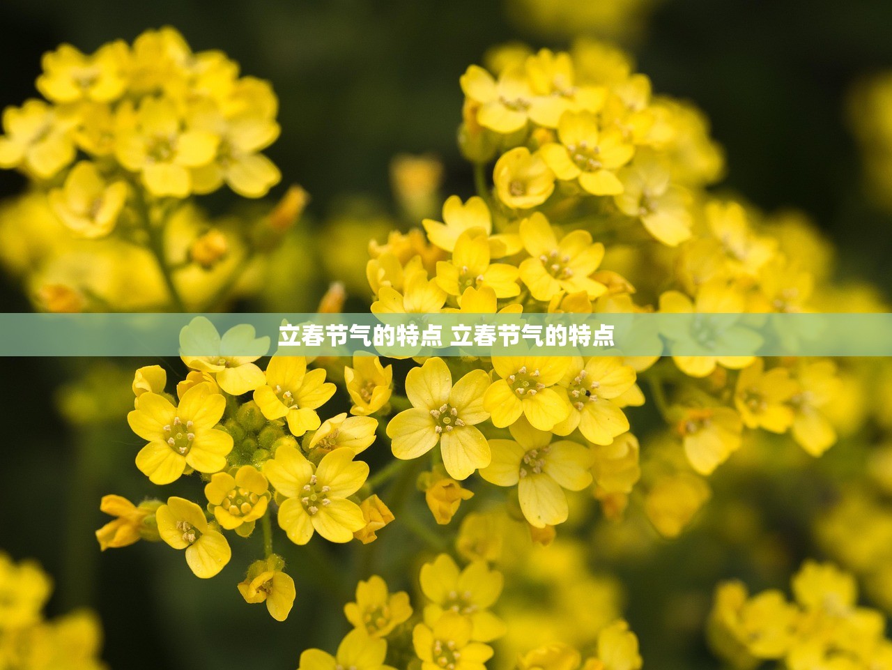 立春节气的特点 立春节气的特点