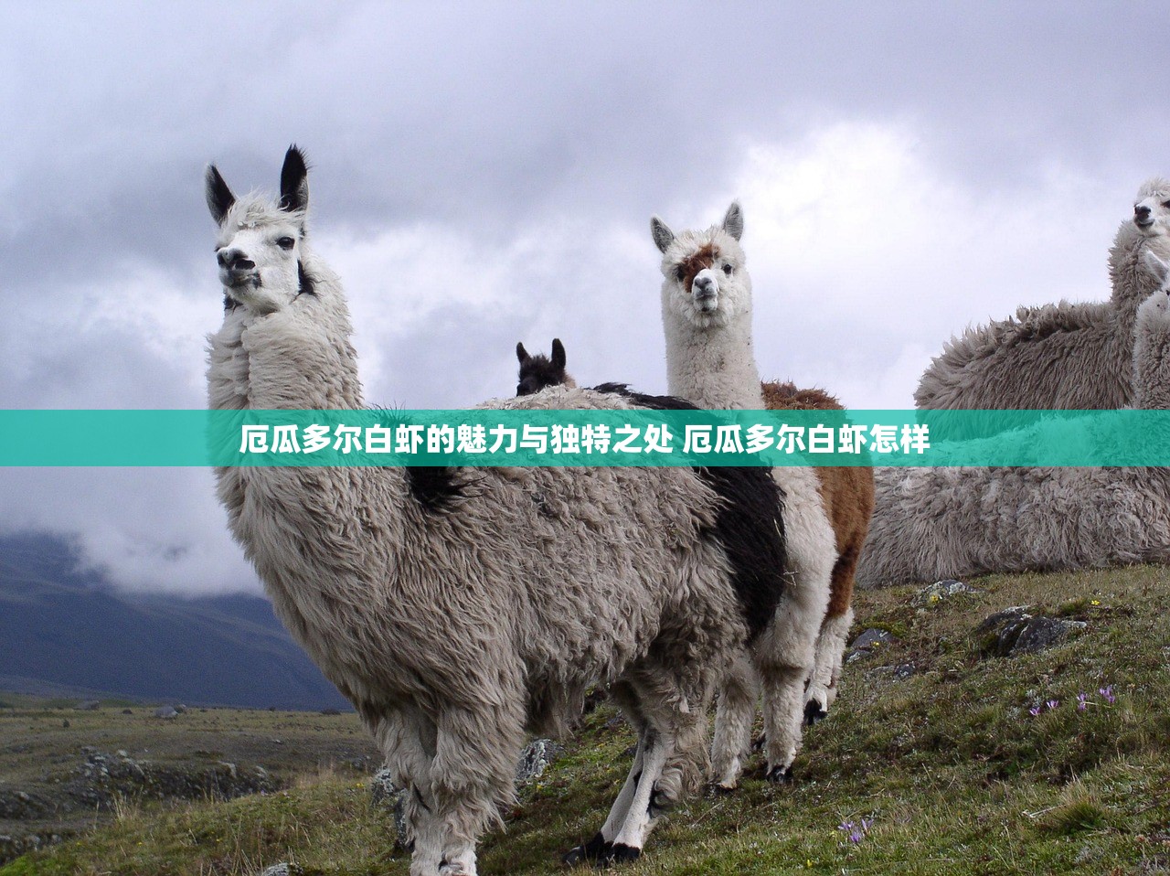 厄瓜多尔白虾的魅力与独特之处 厄瓜多尔白虾怎样