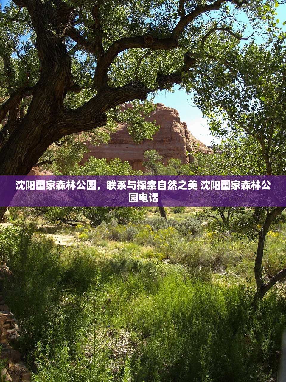 沈阳国家森林公园，联系与探索自然之美 沈阳国家森林公园电话