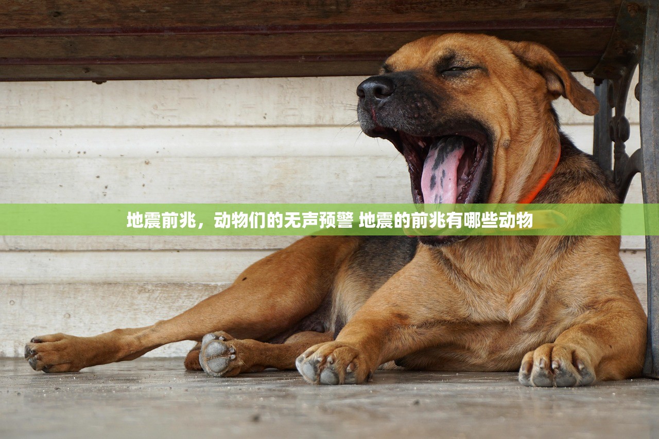 地震前兆，动物们的无声预警 地震的前兆有哪些动物