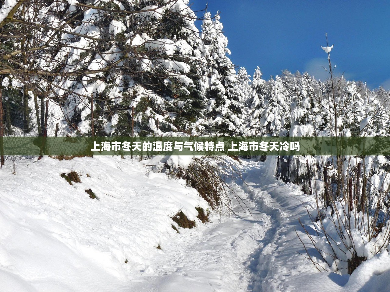 上海市冬天的温度与气候特点 上海市冬天冷吗
