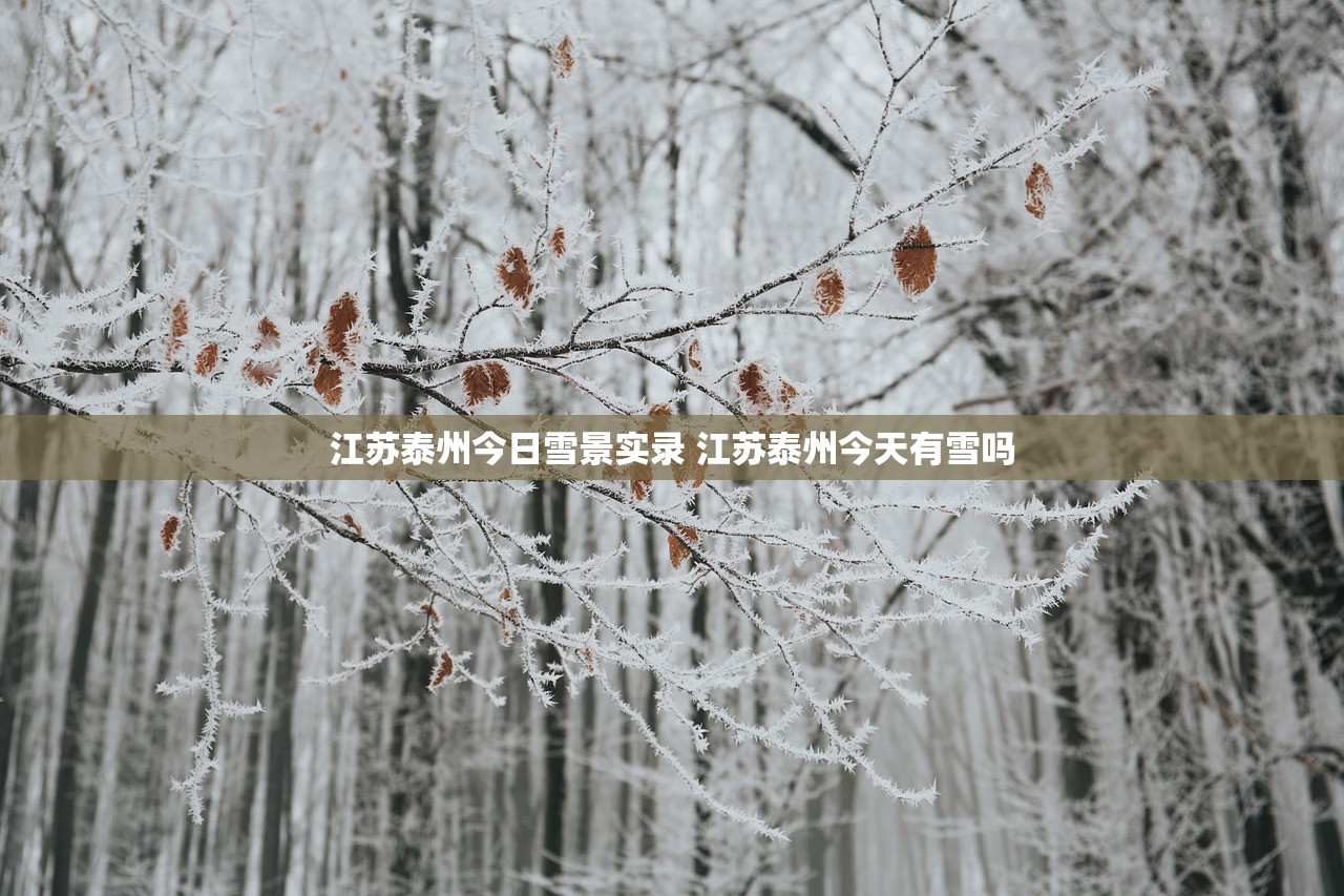江苏泰州今日雪景实录 江苏泰州今天有雪吗