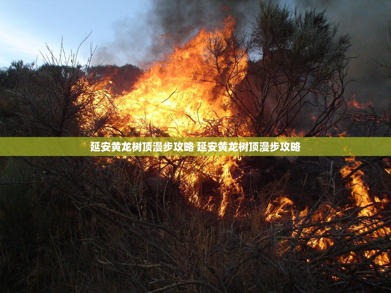 延安黄龙树顶漫步攻略 延安黄龙树顶漫步攻略 延安黄龙树顶漫步攻略 延安黄龙树顶漫步攻略