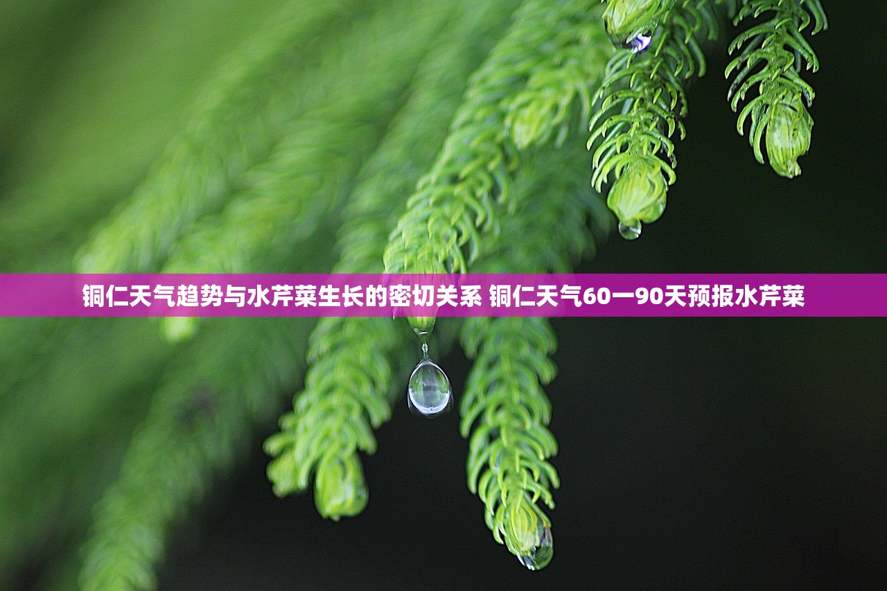 铜仁天气趋势与水芹菜生长的密切关系 铜仁天气60一90天预报水芹菜