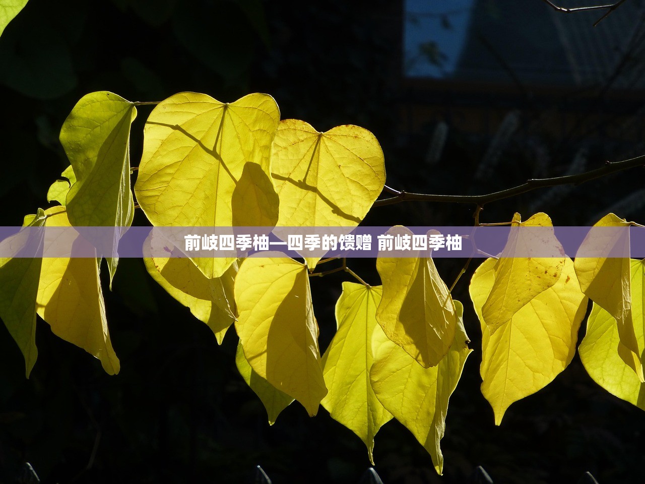 前岐四季柚—四季的馈赠 前岐四季柚