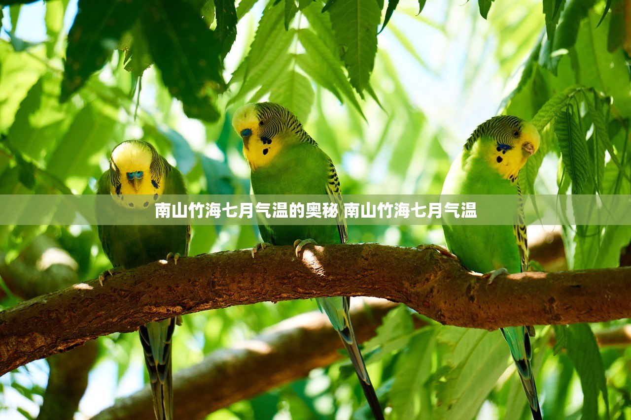 南山竹海七月气温的奥秘 南山竹海七月气温