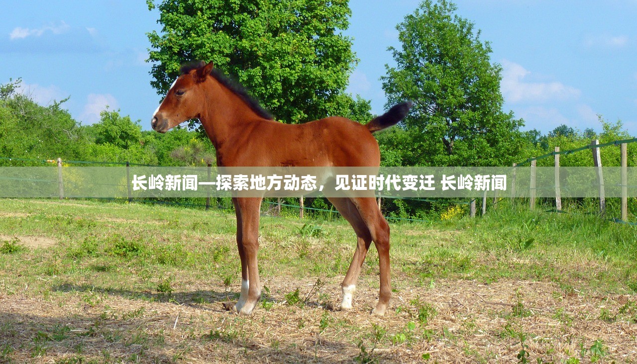 长岭新闻—探索地方动态，见证时代变迁 长岭新闻