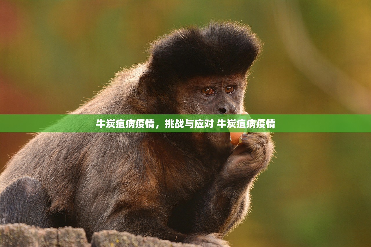 牛炭疽病疫情,挑战与应对 牛炭疽病疫情 牛炭疽病疫情,挑战与应对 牛炭疽病疫情