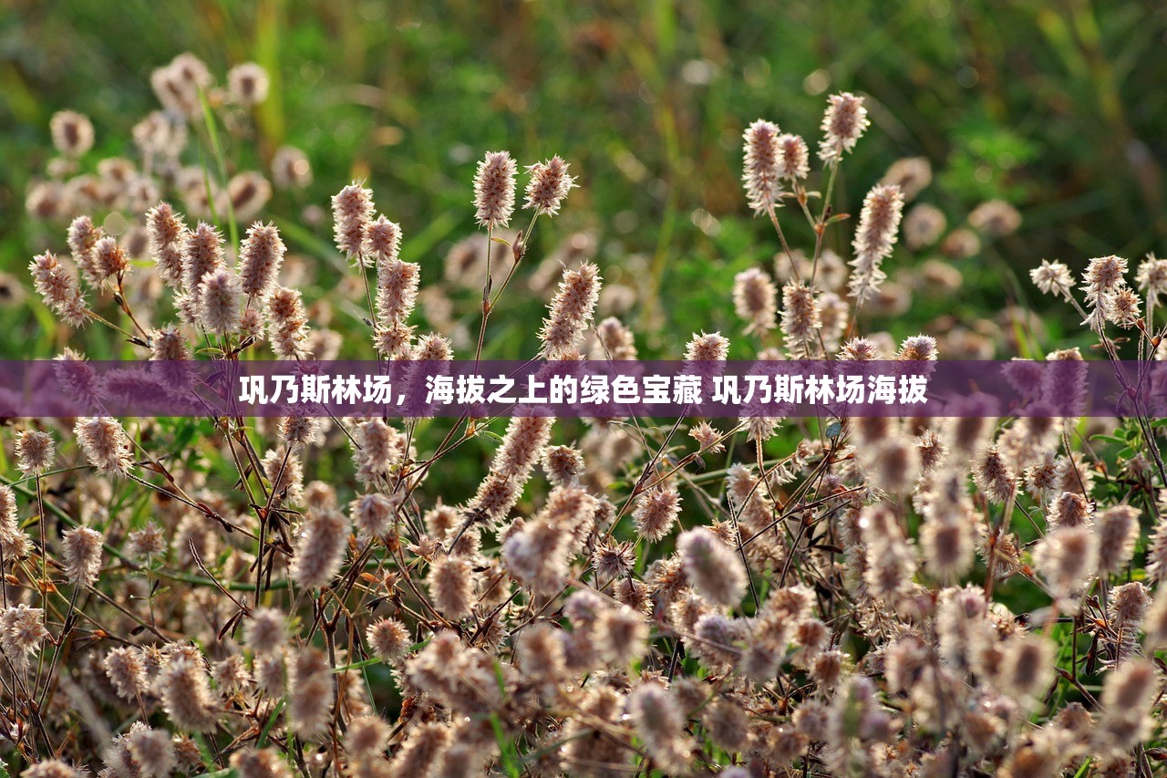 巩乃斯林场，海拔之上的绿色宝藏 巩乃斯林场海拔