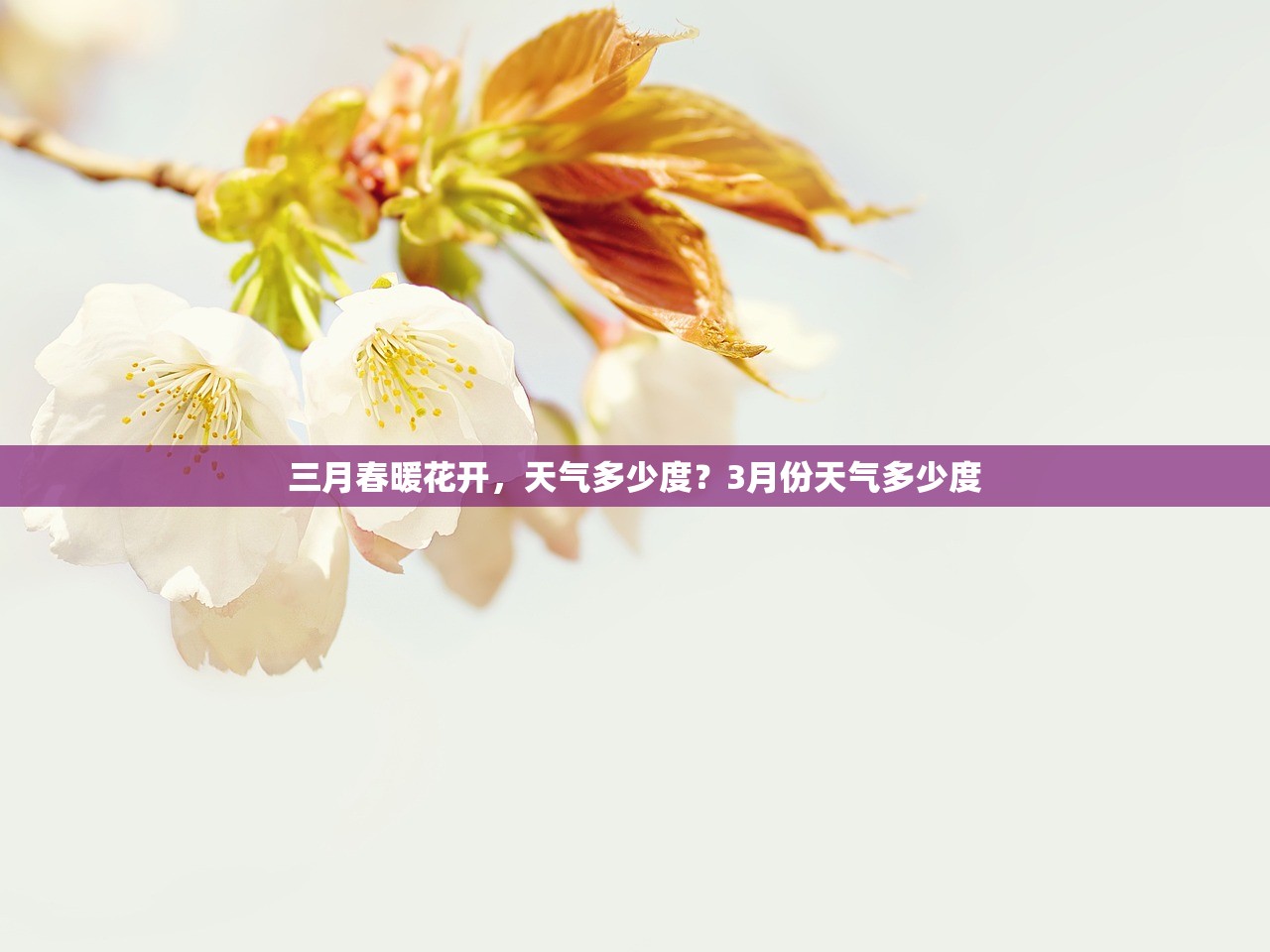 三月春暖花开，天气多少度？3月份天气多少度