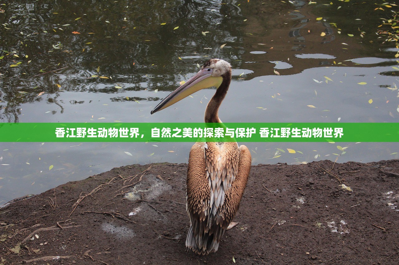 香江野生动物世界，自然之美的探索与保护 香江野生动物世界