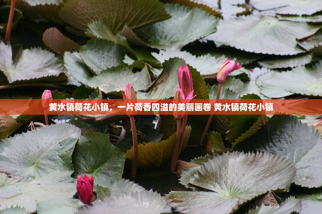 黄水镇荷花小镇，一片荷香四溢的美丽画卷 黄水镇荷花小镇