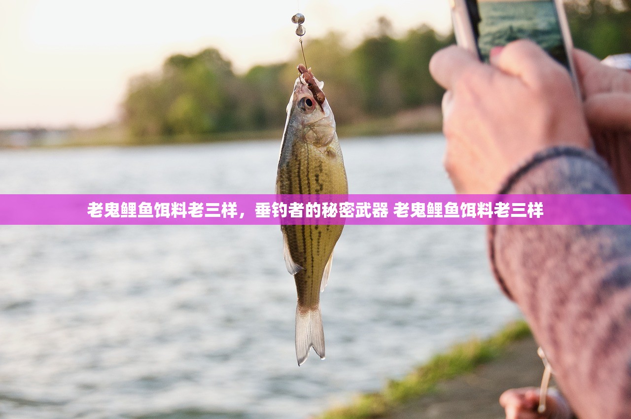 老鬼鲤鱼饵料老三样，垂钓者的秘密武器 老鬼鲤鱼饵料老三样