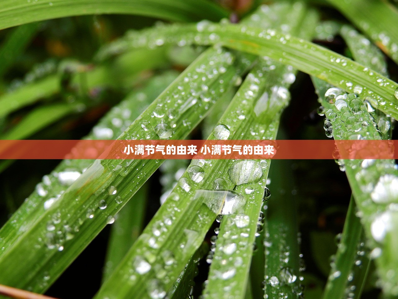 小满节气的由来 小满节气的由来