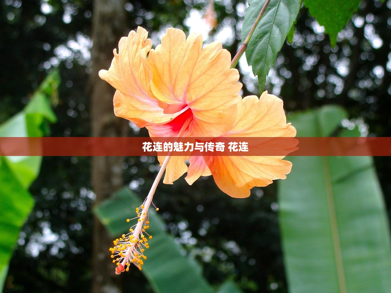 花连的魅力与传奇 花连