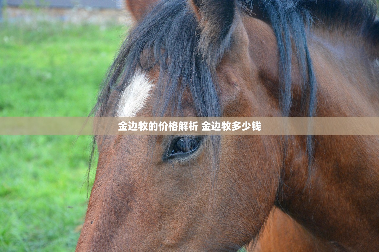 金边牧的价格解析 金边牧多少钱 金边牧的价格解析 金边牧多少钱