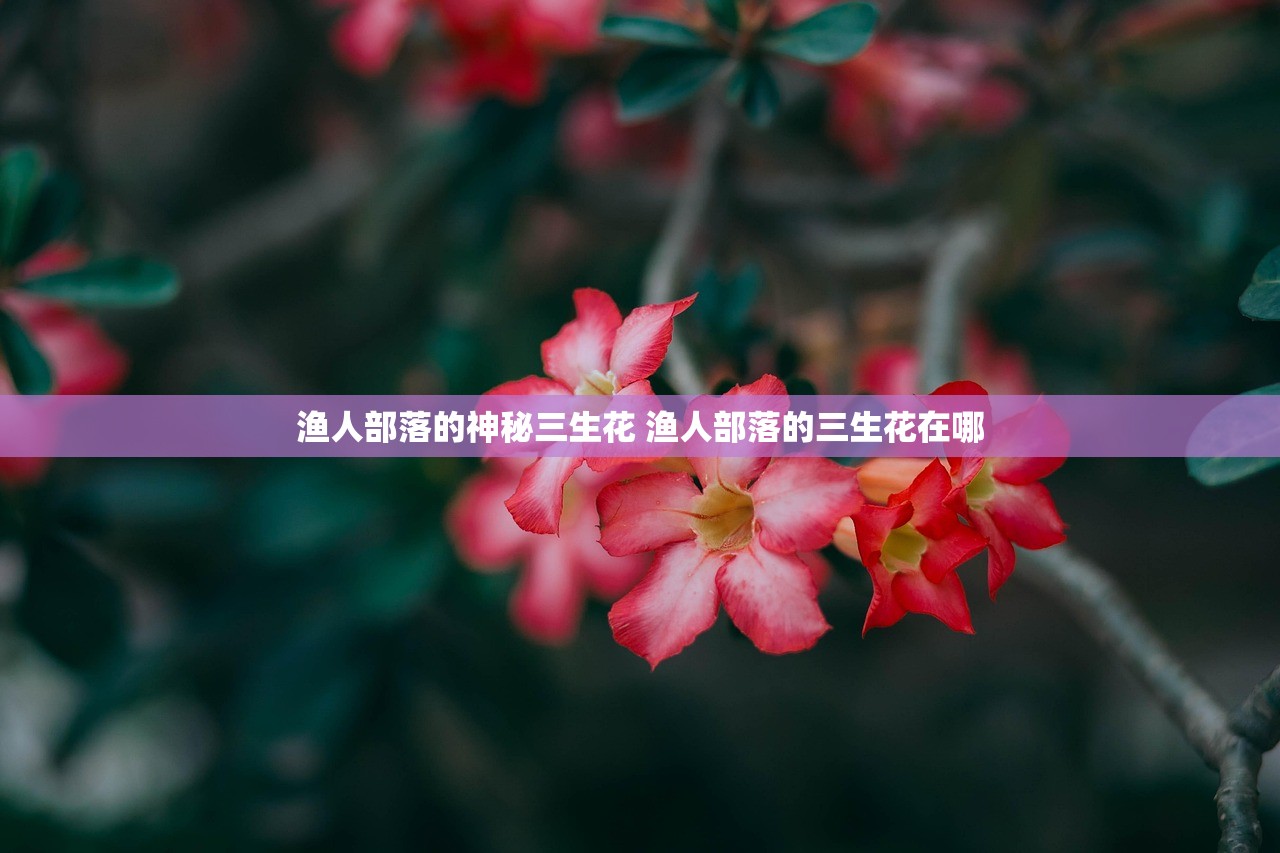 渔人部落的神秘三生花 渔人部落的三生花在哪