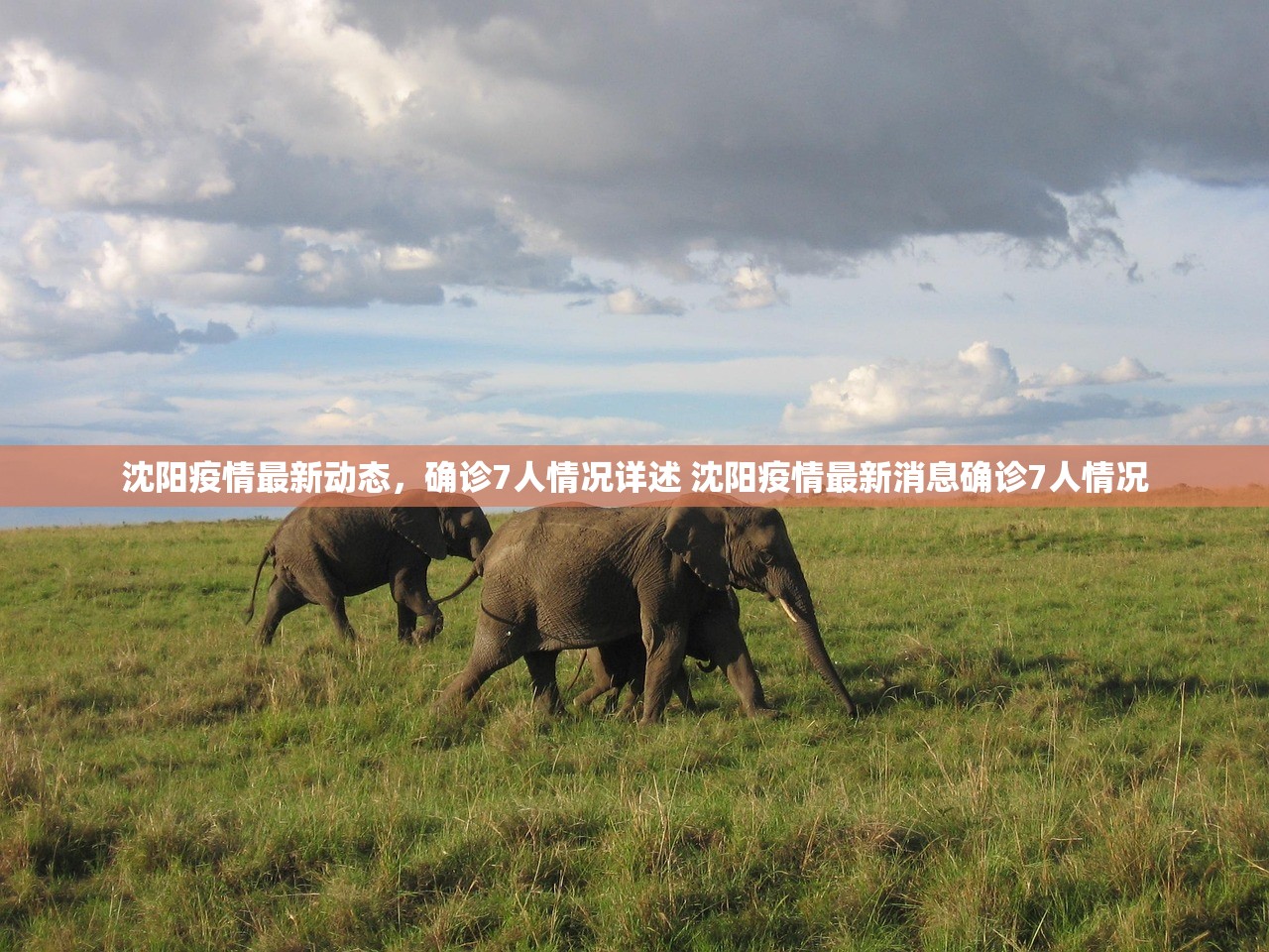 沈阳疫情最新动态，确诊7人情况详述 沈阳疫情最新消息确诊7人情况