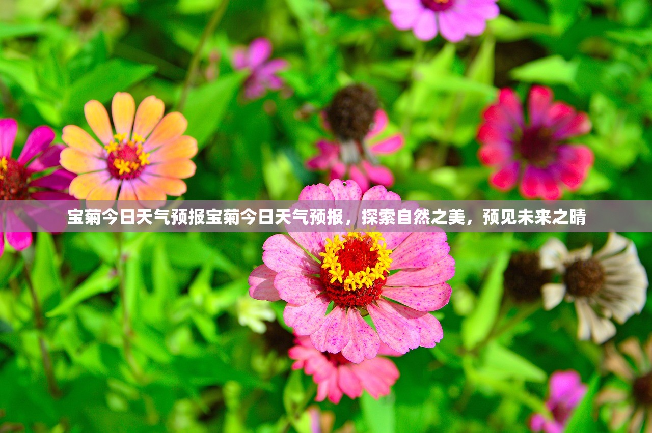 宝菊今日天气预报宝菊今日天气预报，探索自然之美，预见未来之晴
