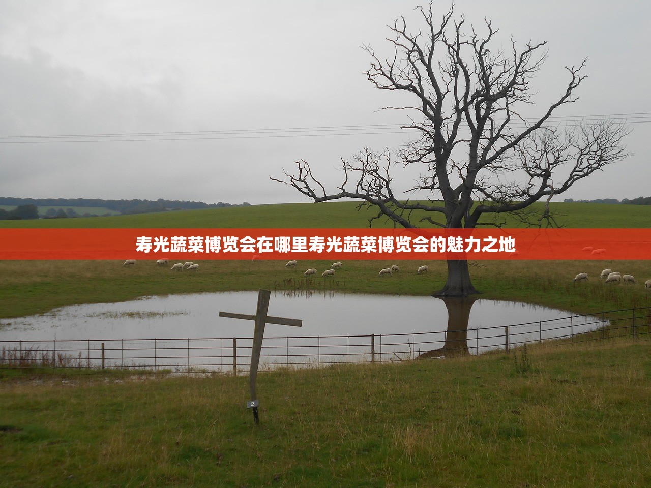 寿光蔬菜博览会在哪里寿光蔬菜博览会的魅力之地