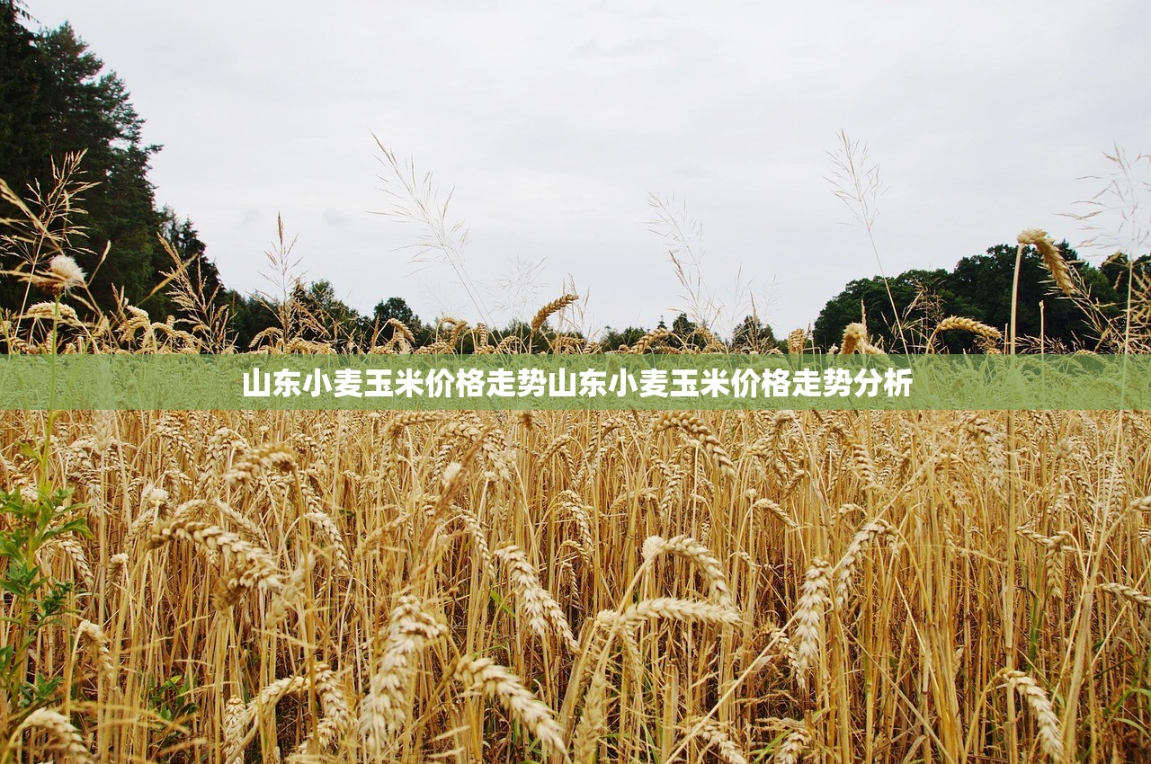 山东小麦玉米价格走势山东小麦玉米价格走势分析