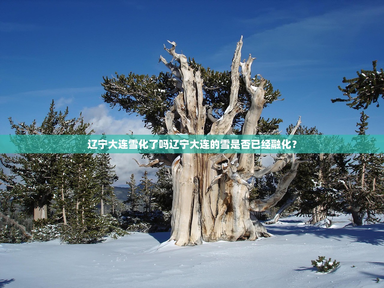 辽宁大连雪化了吗辽宁大连的雪是否已经融化？