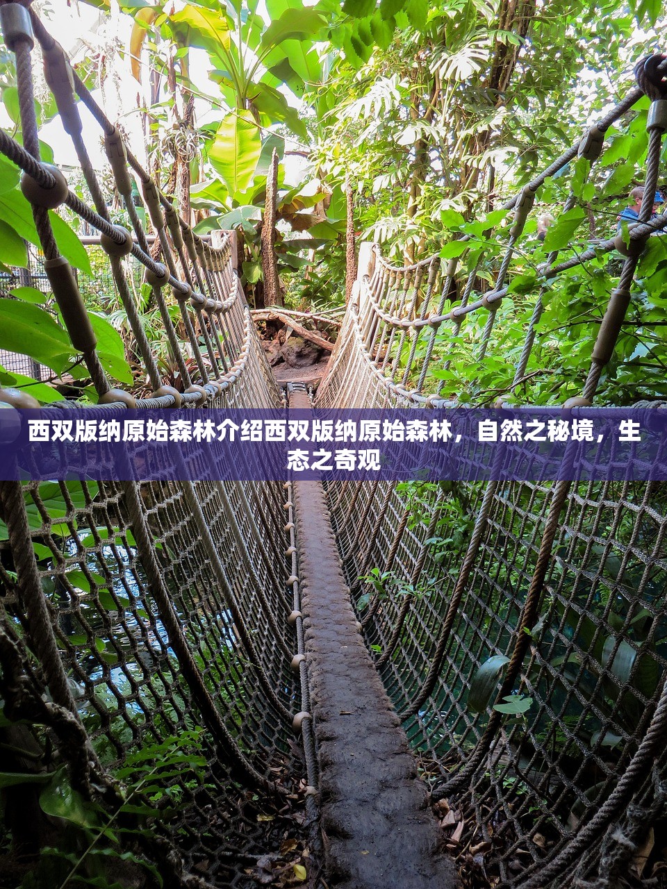 西双版纳原始森林介绍西双版纳原始森林，自然之秘境，生态之奇观