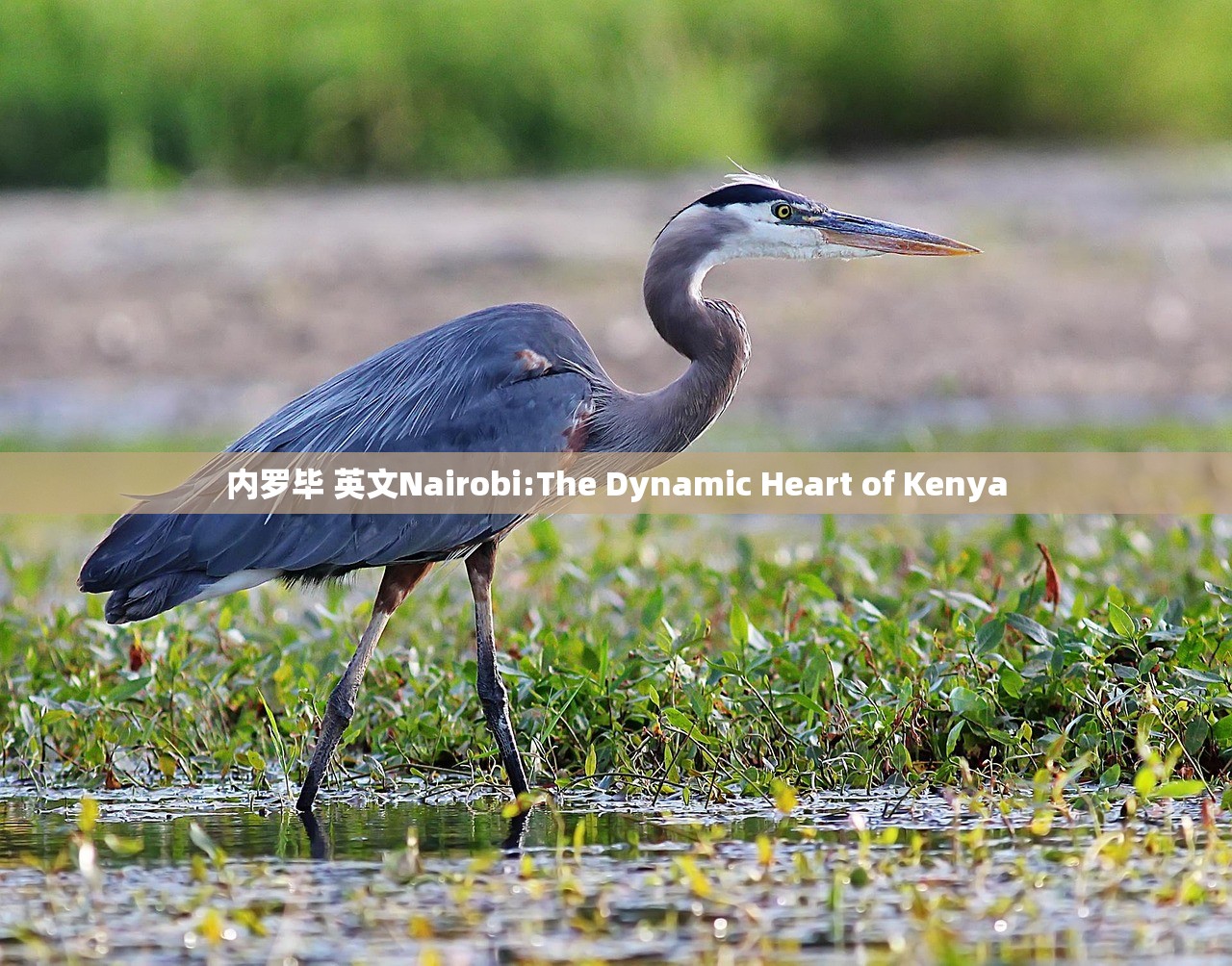 内罗毕 英文Nairobi:The Dynamic Heart of Kenya