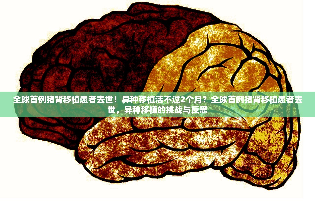 全球首例猪肾移植患者去世！异种移植活不过2个月？全球首例猪肾移植患者去世，异种移植的挑战与反思